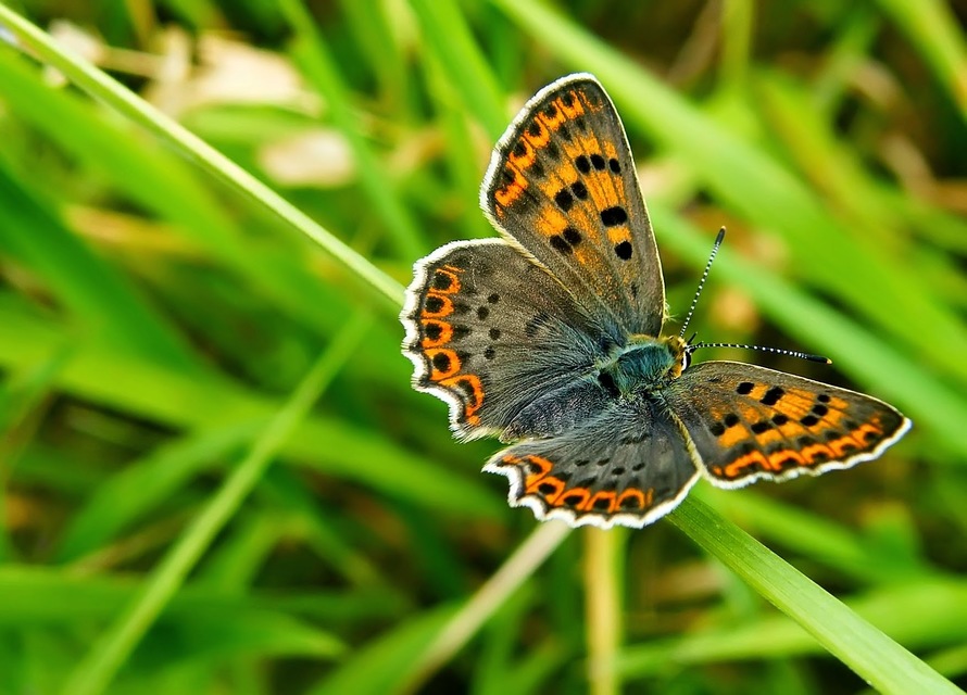 Lycaena tityrus - barna tűzlepke