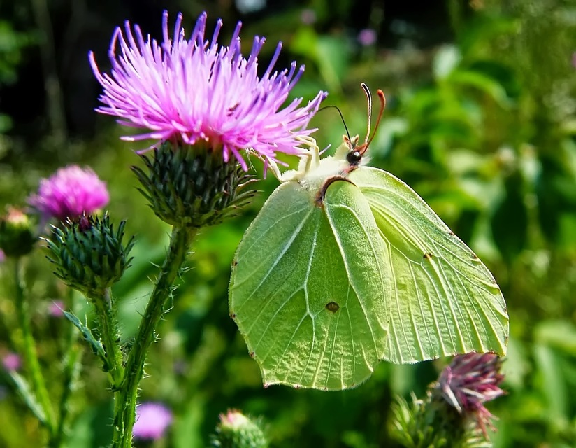 Gonepteryx rhamni - citromlepke