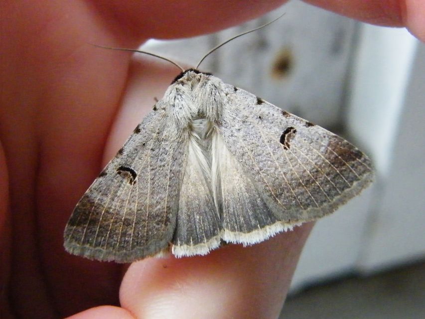 Lygephila craccae - gyakori csüdfűbagoly