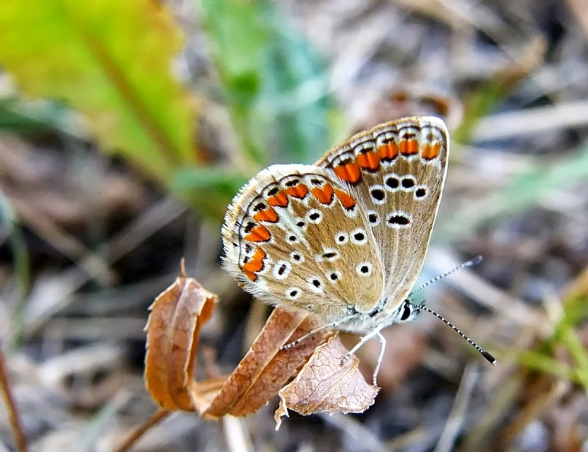 Aricia agestis - szerecsenboglárka