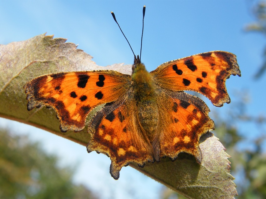Nymphalis c-album - C-betűs lepke