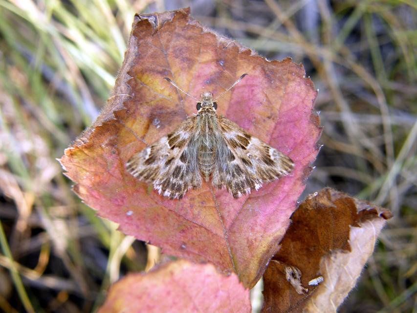 Carcharodus alceae - mályva-busalepke