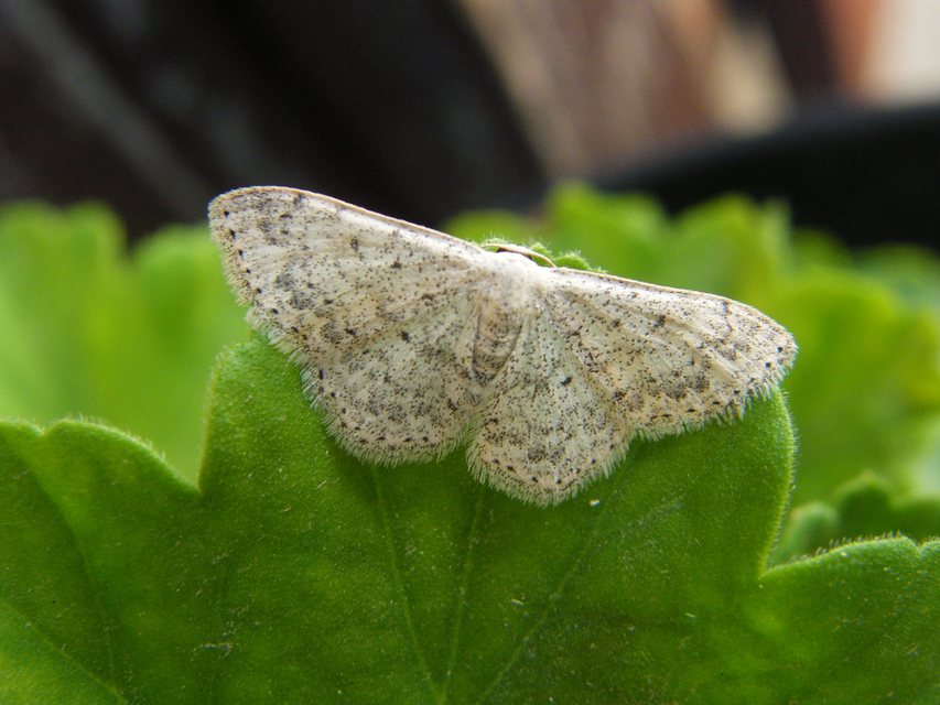 Scopula marginepunctata - pettyes sávosaraszoló