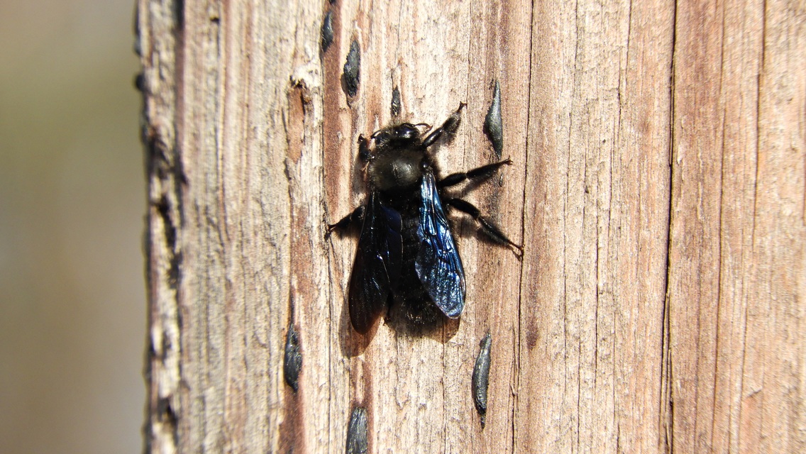 Xylocopa violacea - kék fadongó