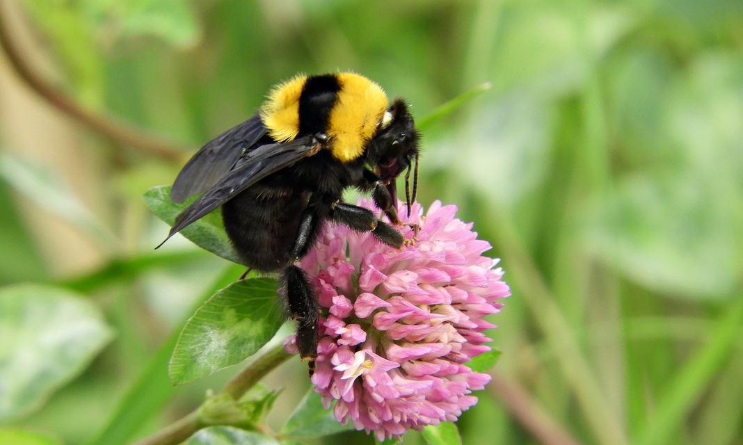 Bombus argillaceus - délvidéki poszméh