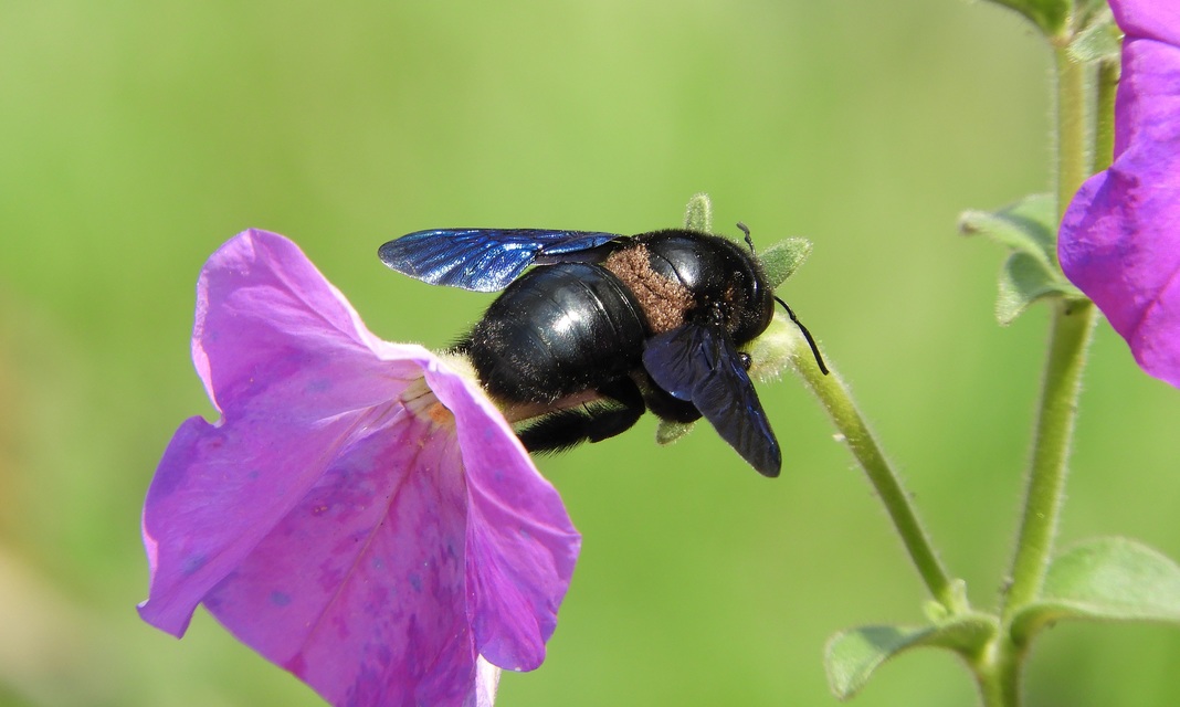 Xylocopa valga - gyakori fadongó
