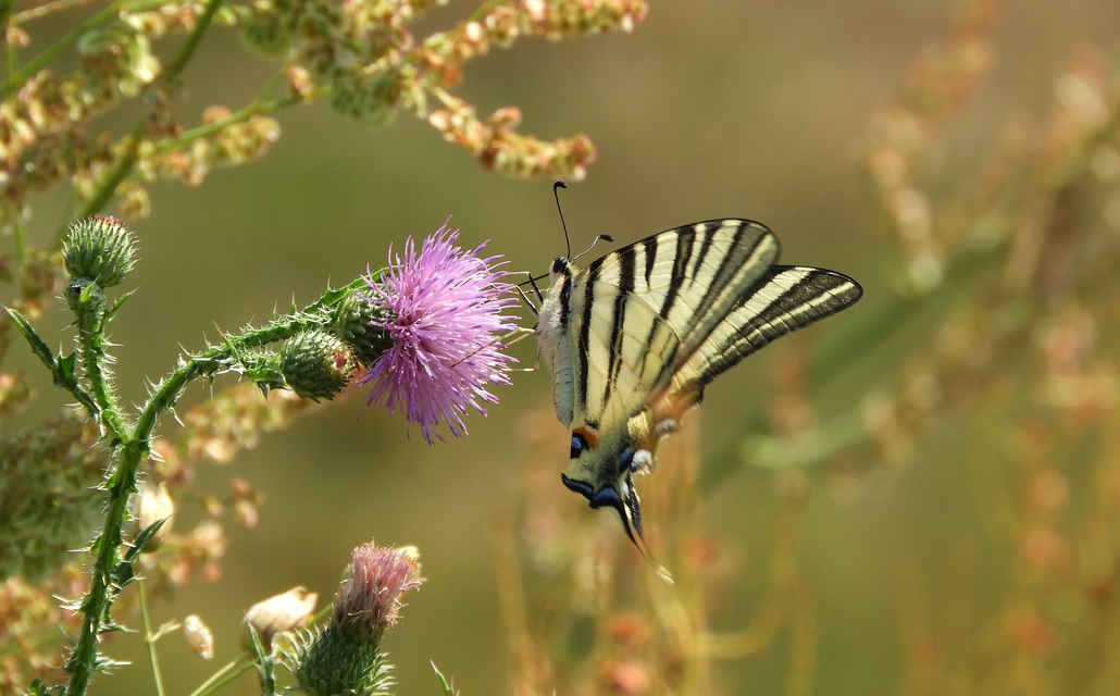 Iphiclides podalirius - kardoslepke