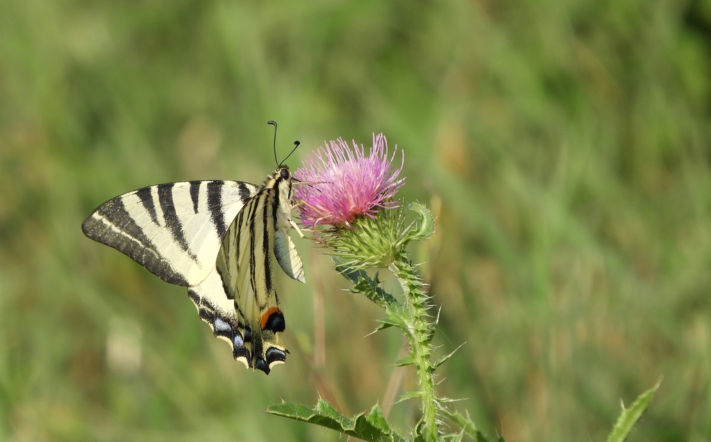 Iphiclides podalirius - kardoslepke