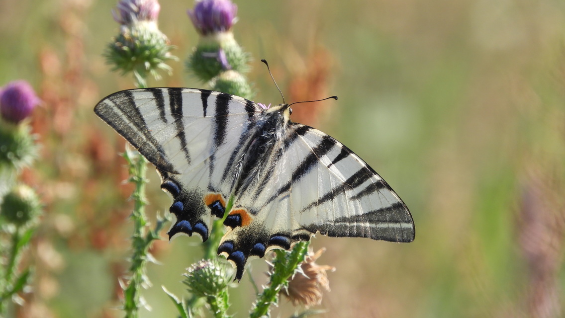 Iphiclides podalirius - kardoslepke