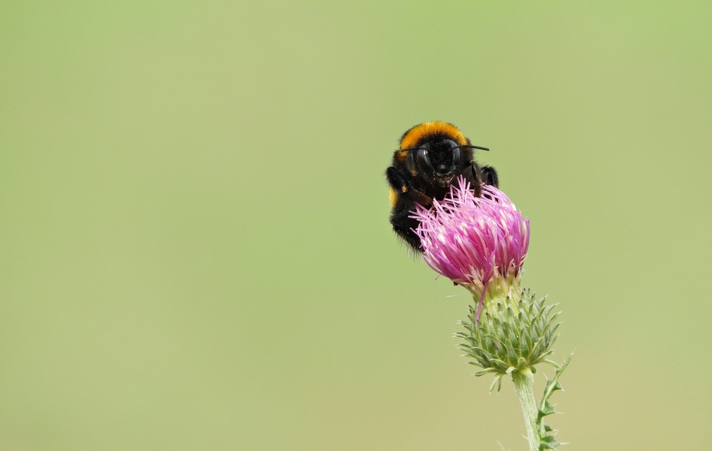 Bombus terrestris/lucorum