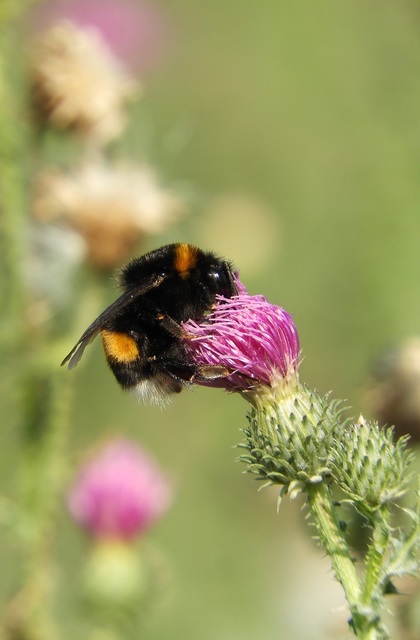 Bombus terrestris/lucorum