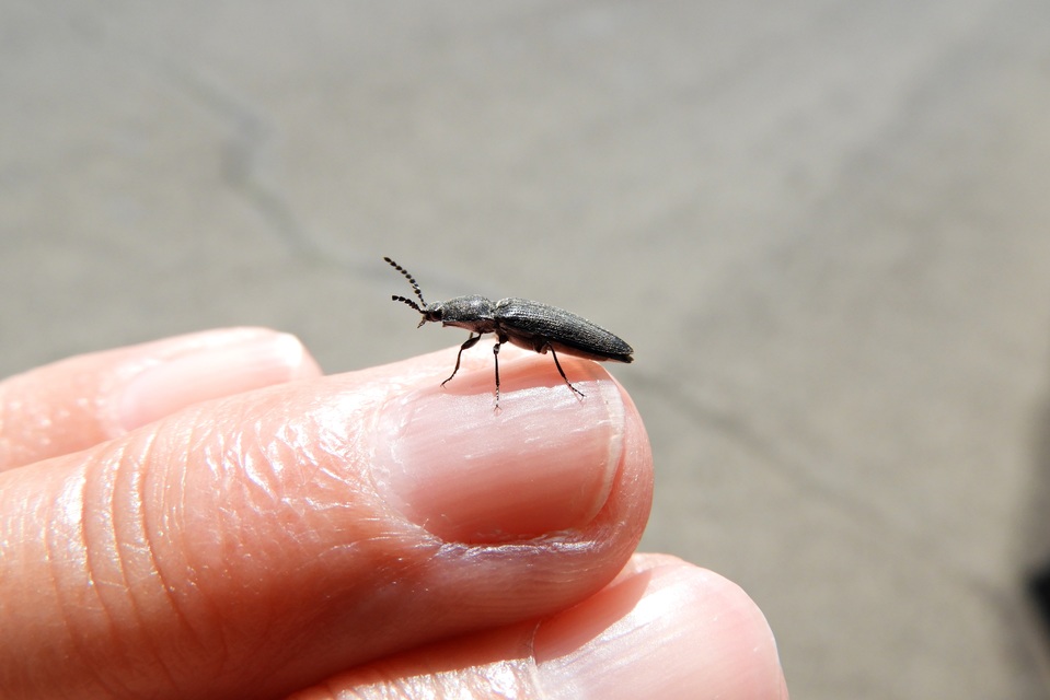 Cidnopus pilosus - szőrös pattanó