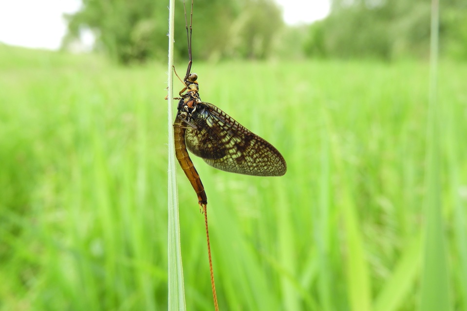 Ephemera vulgata - közönséges tarkakérész