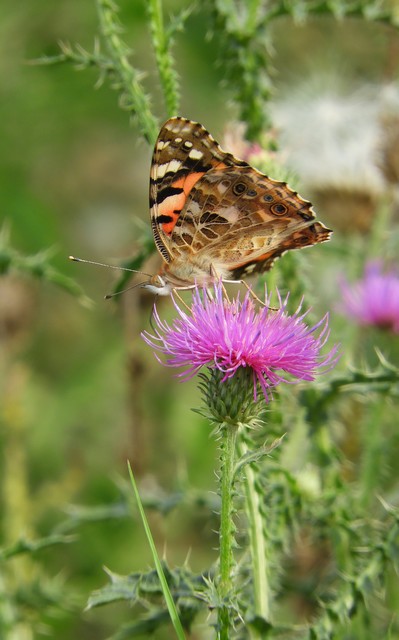 Vanessa cardui - bogáncslepke