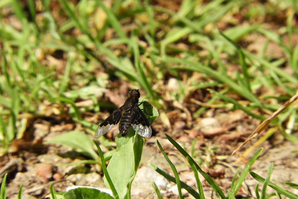 Hemipenthes morio - közönséges gyászlégy