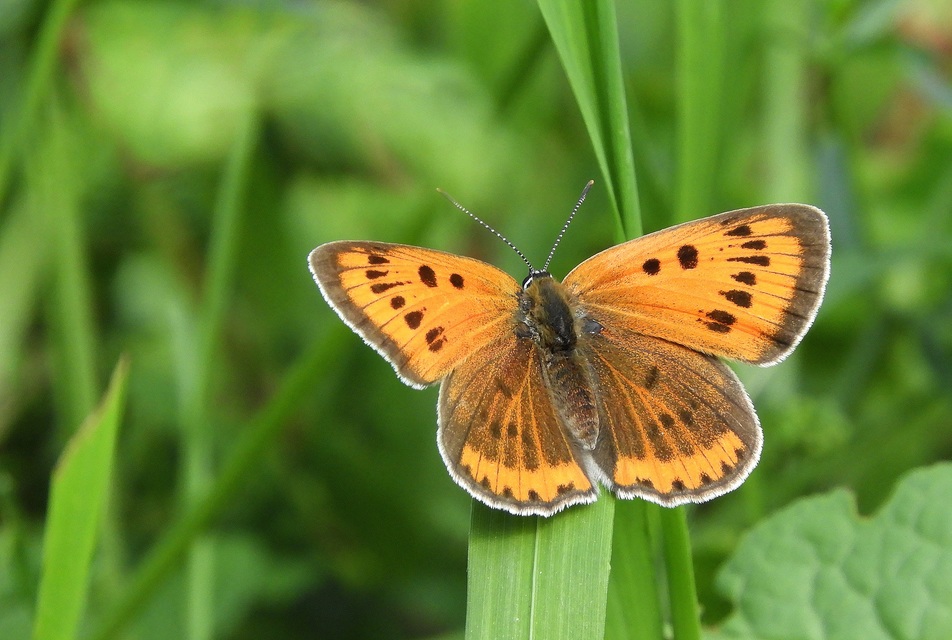 Lycaena dispar rutilus - nagy tűzlepke