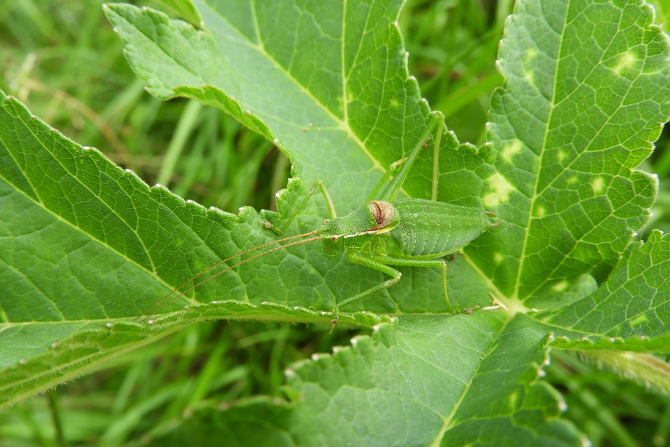 Isophya costata - magyar tarsza