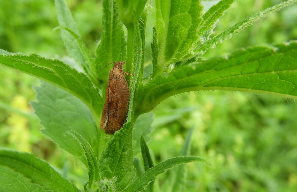 Endothenia