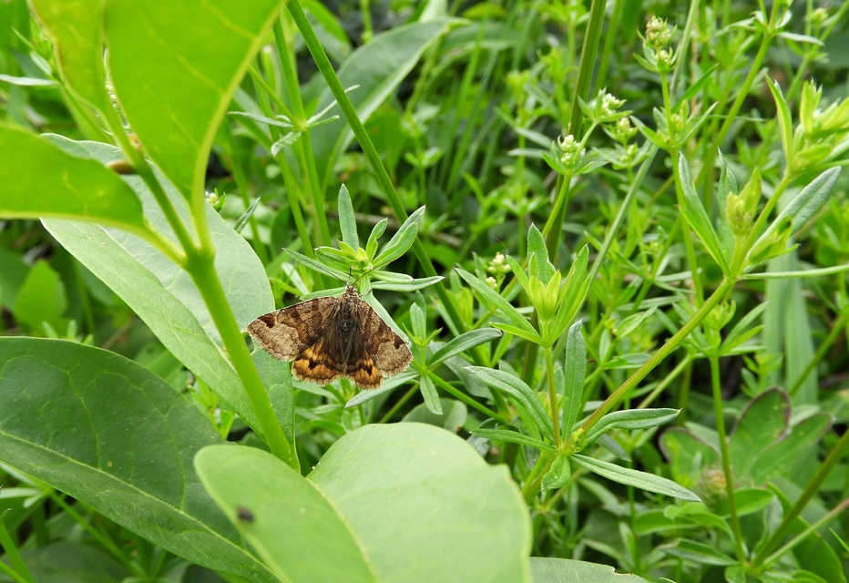 Euclidia glyphica - közönséges nappalibagoly