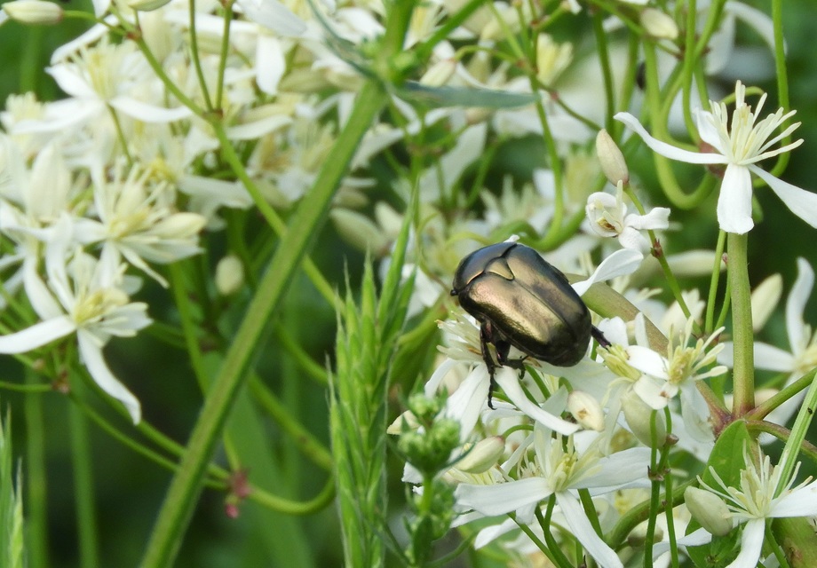 Protaetia cuprea cuprea