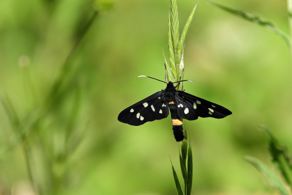 Amata phegea - fehérpettyes álcsüngőlepke