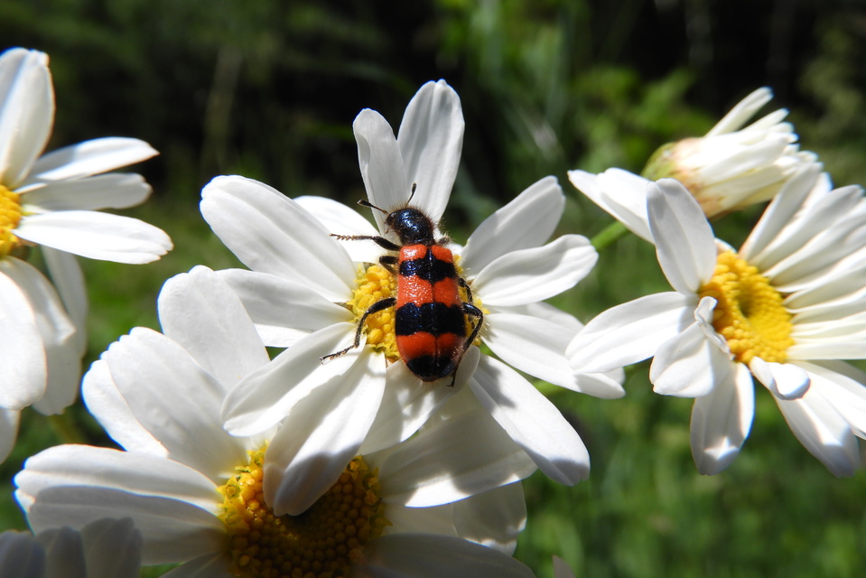 Trichodes apiarius - szalagos méhészbogár