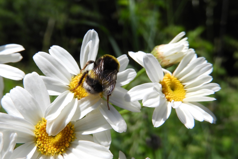 Bombus terrestris/lucorum