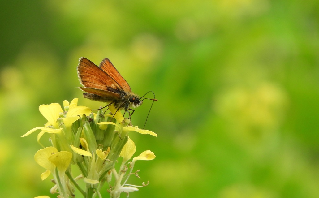 Thymelicus sylvestris - barna busalepke