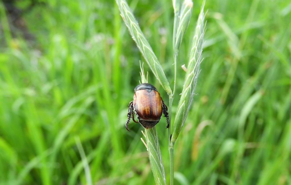 Anisoplia tempestiva - gabonaszipoly