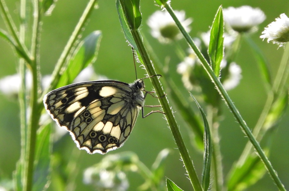 Melanargia galathea - sakktáblalepke