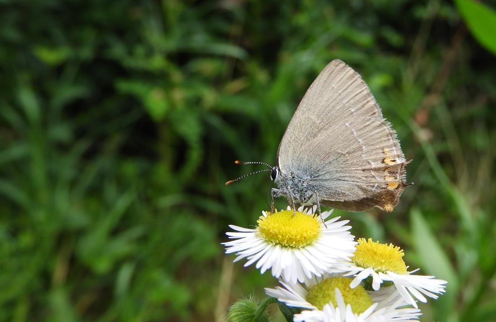 Satyrium acaciae - akác-csücsköslepke