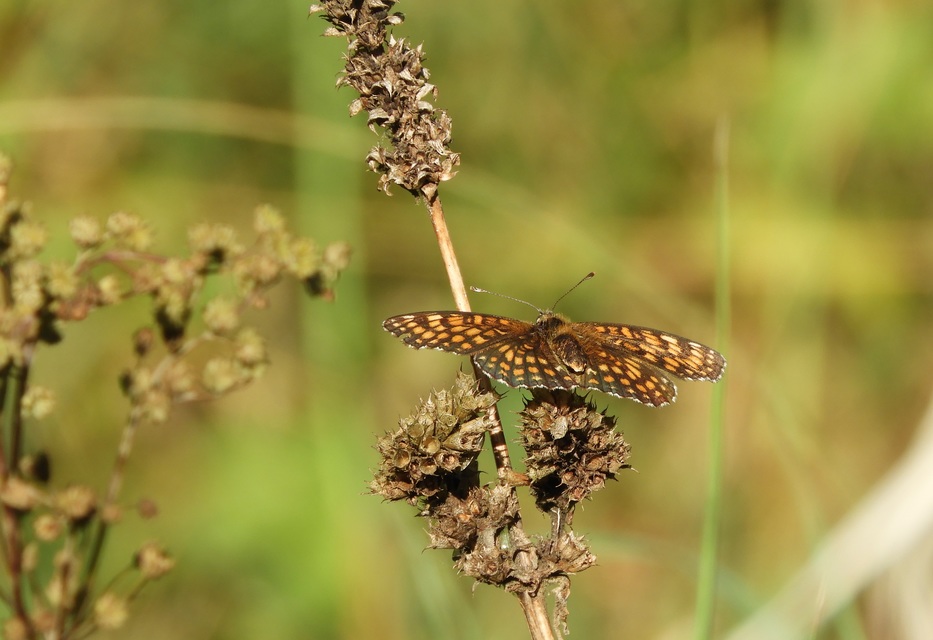 Melitaea aurelia - recés tarkalepke