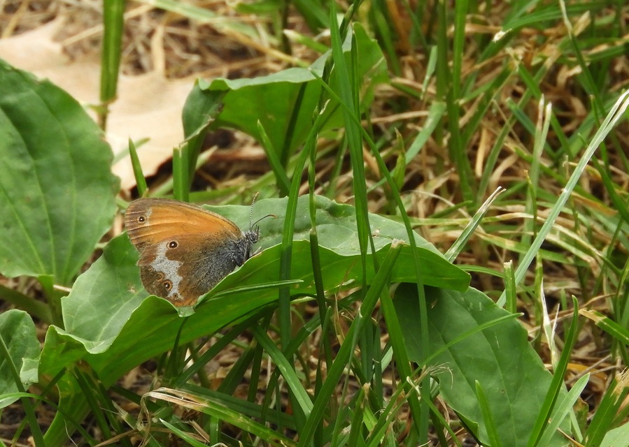 Coenonympha arcania - fehéröves szénalepke