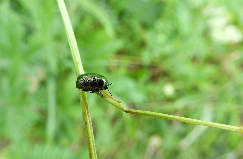 Cryptocephalus