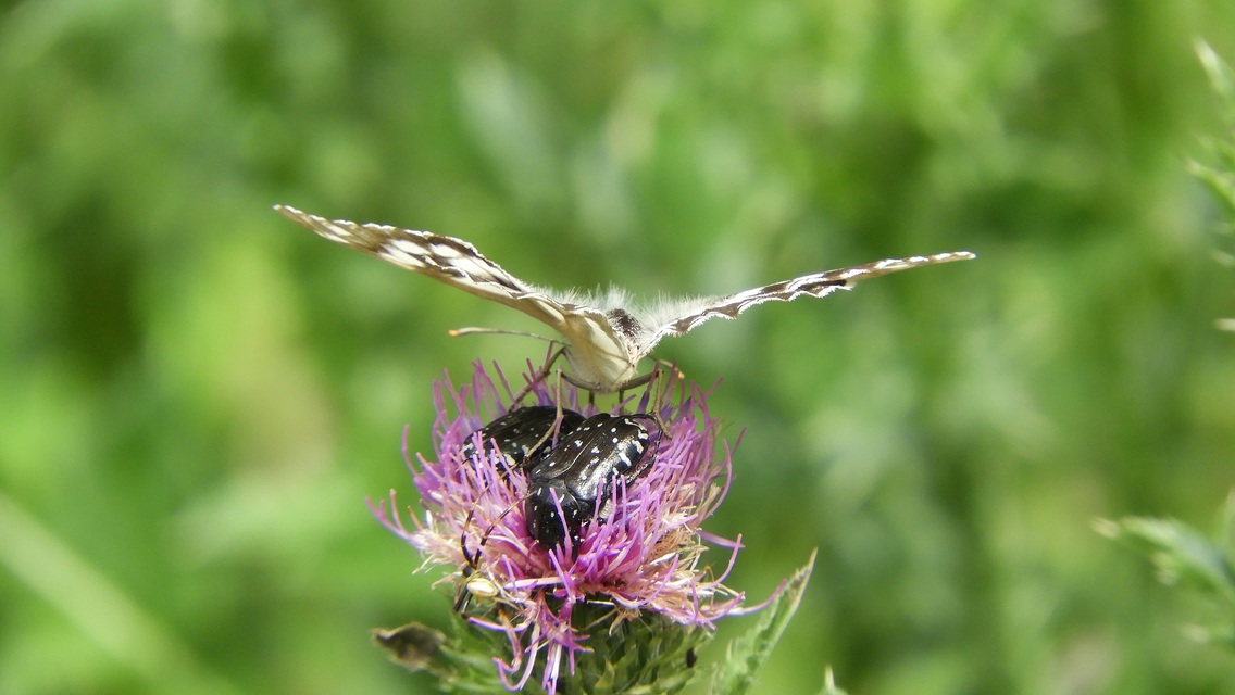 Oxythyrea funesta - sokpettyes virágbogár