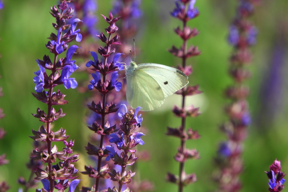 Pieris rapae - répalepke