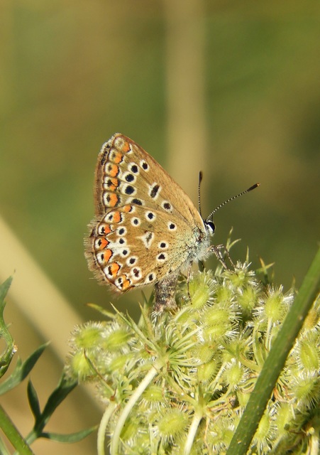 Polyommatus icarus - közönséges boglárka