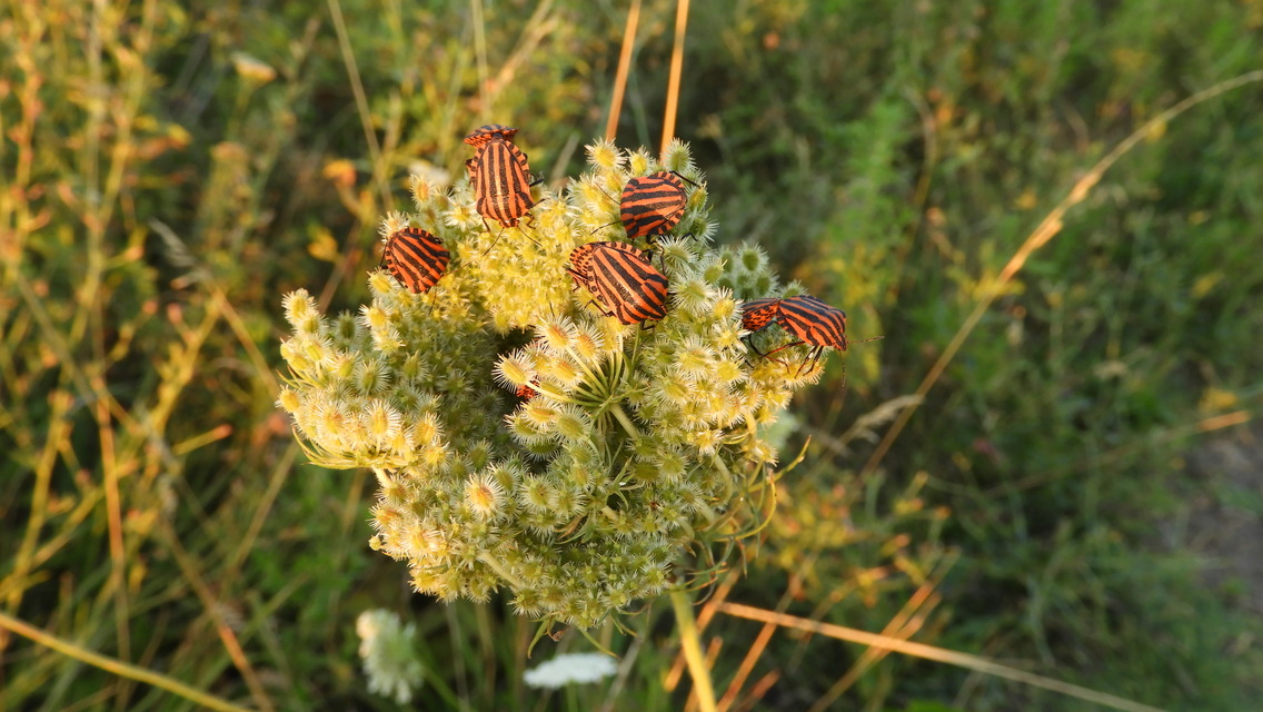 Graphosoma italicum - csíkos pajzsospoloska