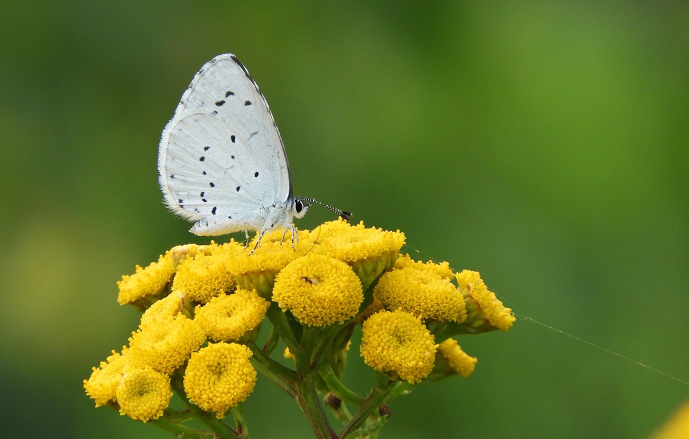 Celastrina argiolus - bengeboglárka