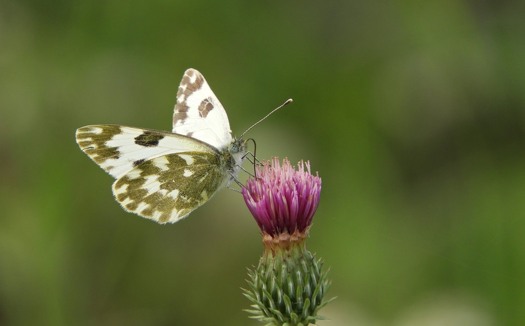 Pontia edusa - rezedalepke