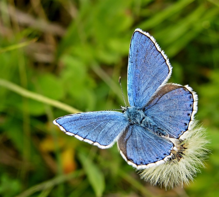 Polyommatus bellargus - égszínű boglárka