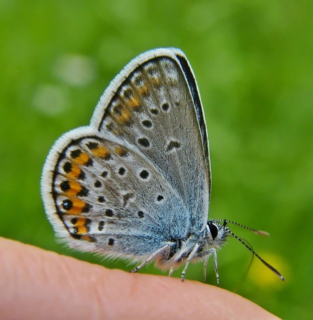 Plebejus argus - ezüstös boglárka