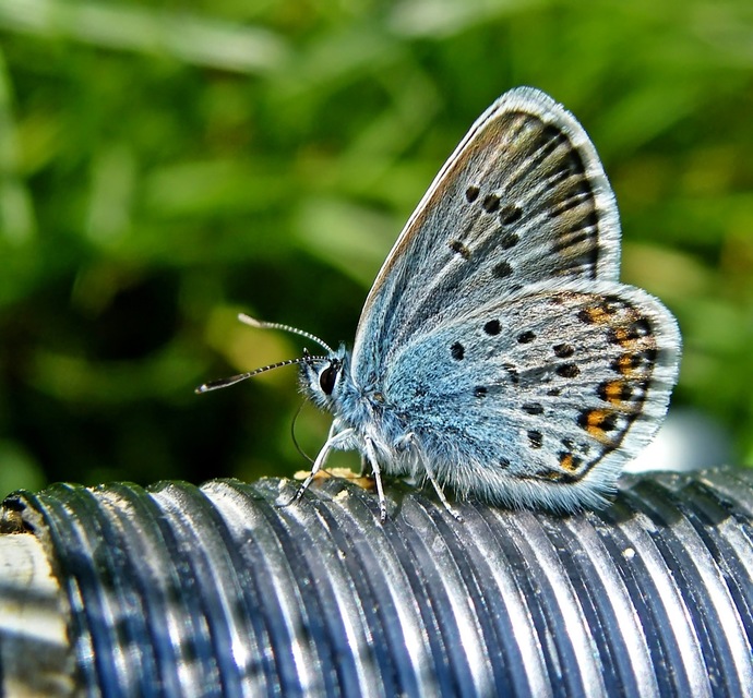 Plebejus argus - ezüstös boglárka