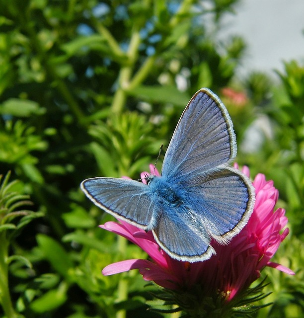 Polyommatus icarus - közönséges boglárka