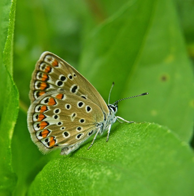 Polyommatus icarus - közönséges boglárka