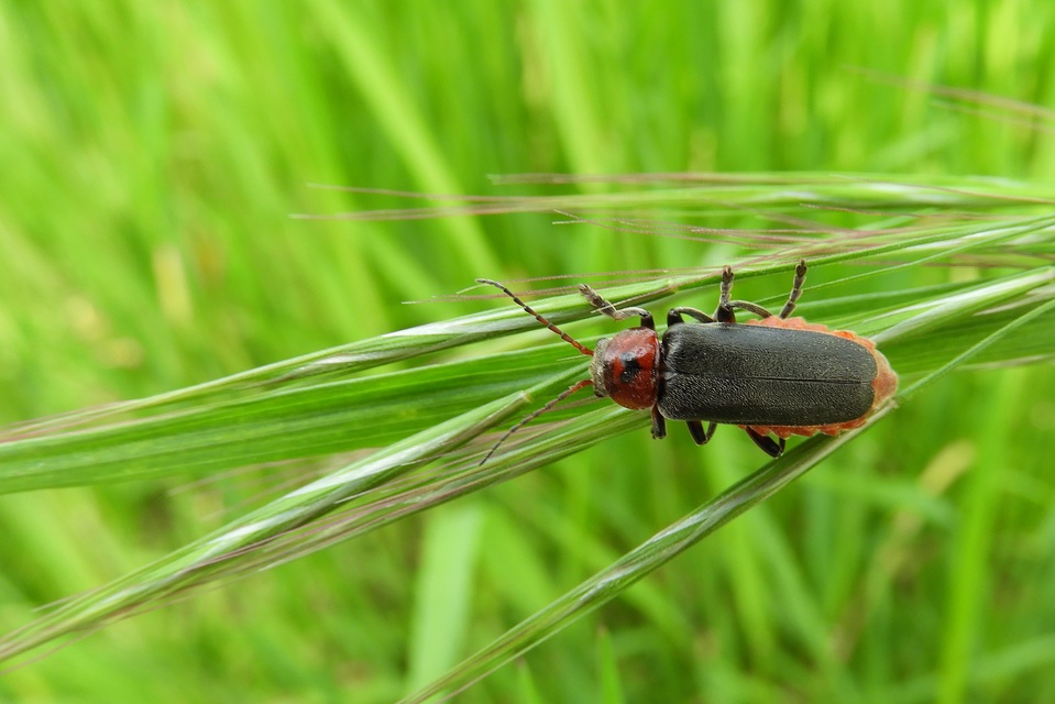 Cantharis rustica - suszterbogár