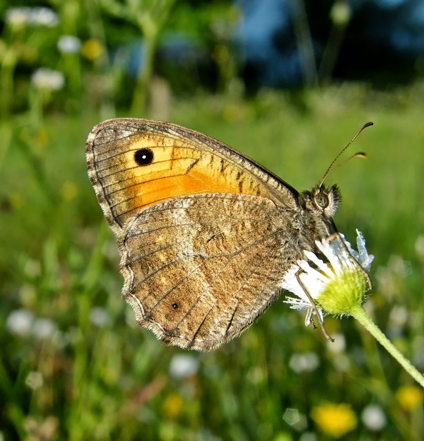 Arethusana arethusa - közönséges szemeslepke