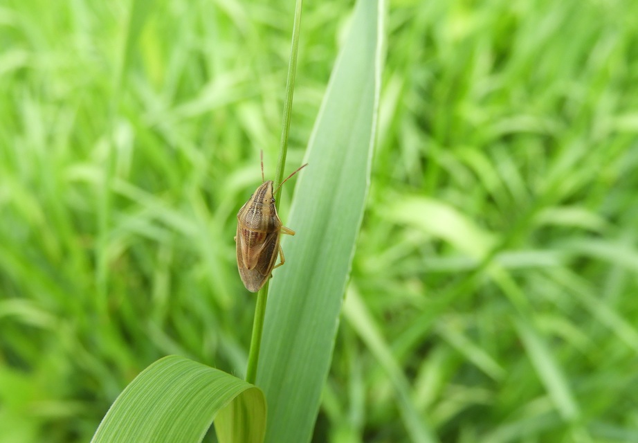 Aelia acuminata - közönséges szipolypoloska Aelia acuminata - közönséges szipolypoloska