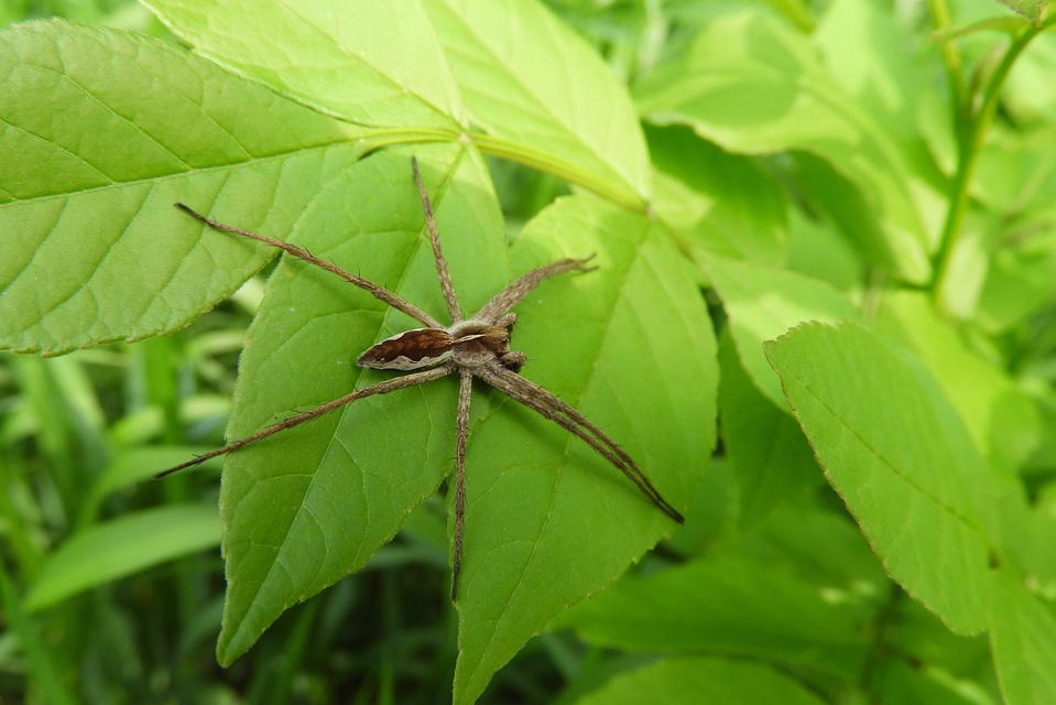 Pisaura mirabilis - csodáspók