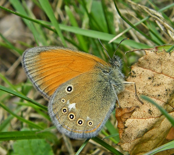 Coenonympha glycerion - közönséges szénalepke